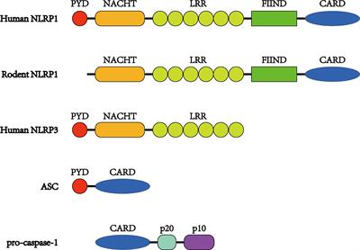 NLRP1 Inflammasomes: A Potential Target for the Treatment of Several Types of Brain Injury